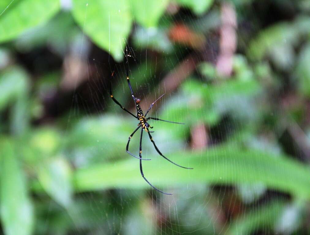 Image of Nephila pilipes (Fabricius 1793)