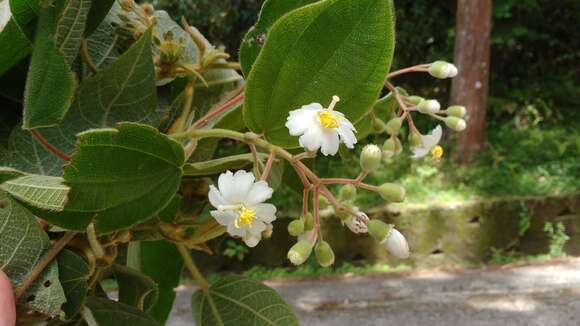 Image of Miconia tuberculata (Naud.) Triana