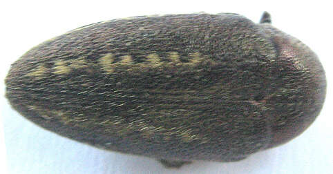 Image of Neojulodis vittipennis (Fåhraeus)