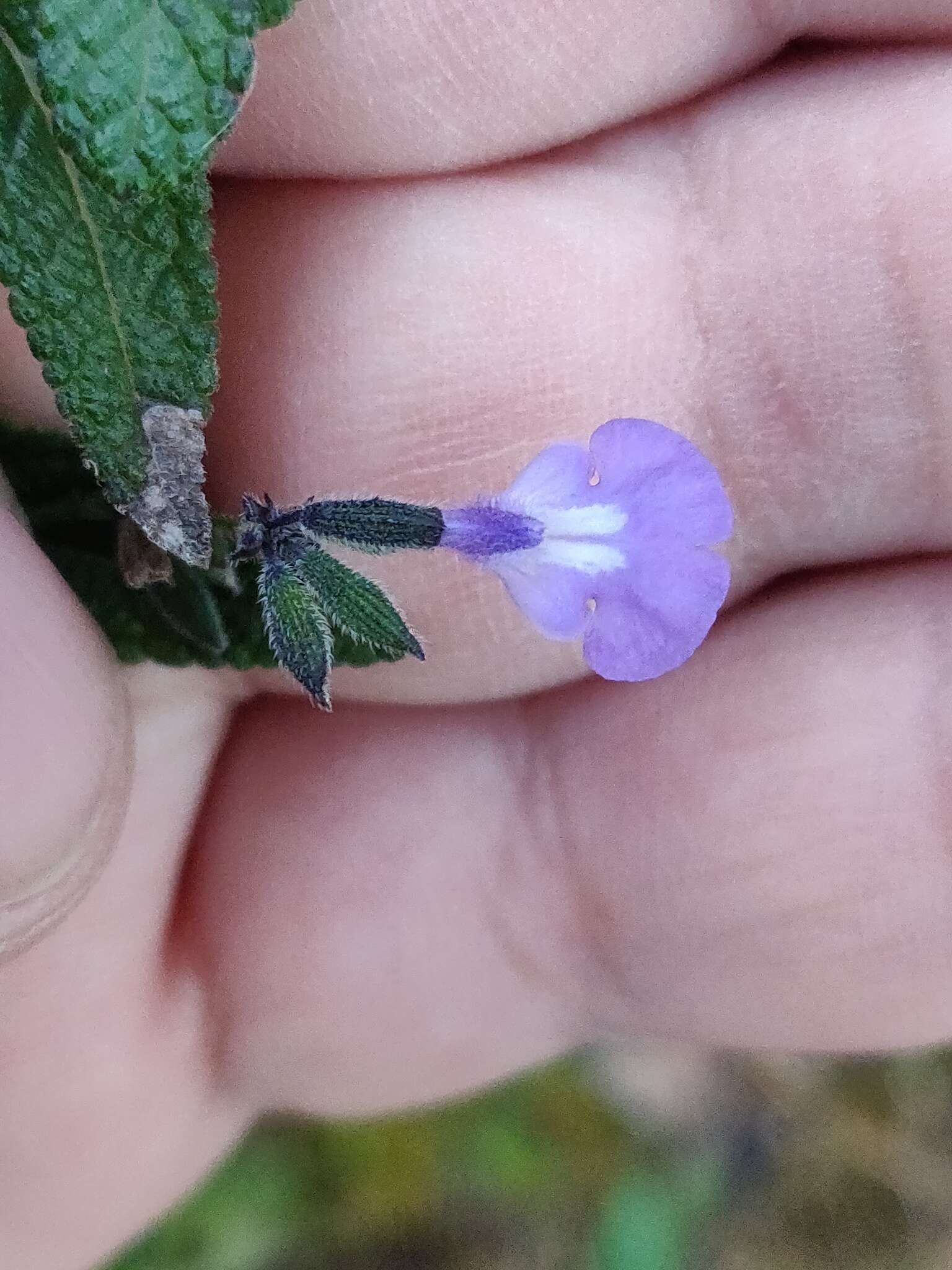 Image of Salvia alamosana Rose