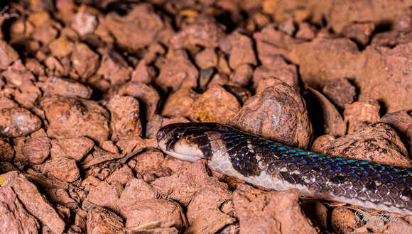 Image of Black Coral Snake