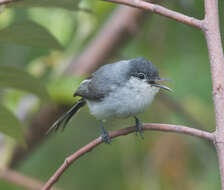 Image of White-lored Gnatcatcher