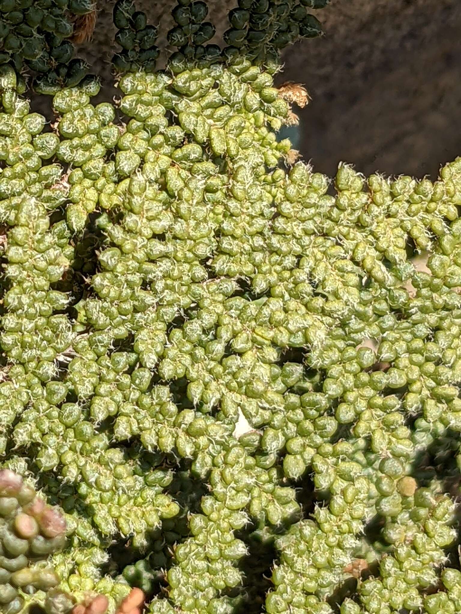 Image of coastal lipfern