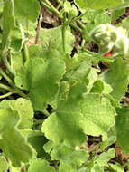 Image of woolly globemallow