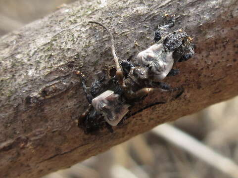 Image of Pogonocherus dimidiatus Blessig 1872