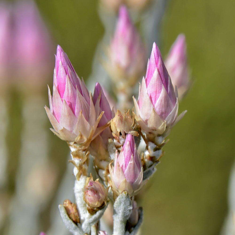 Image of Pink Sewejaartjie