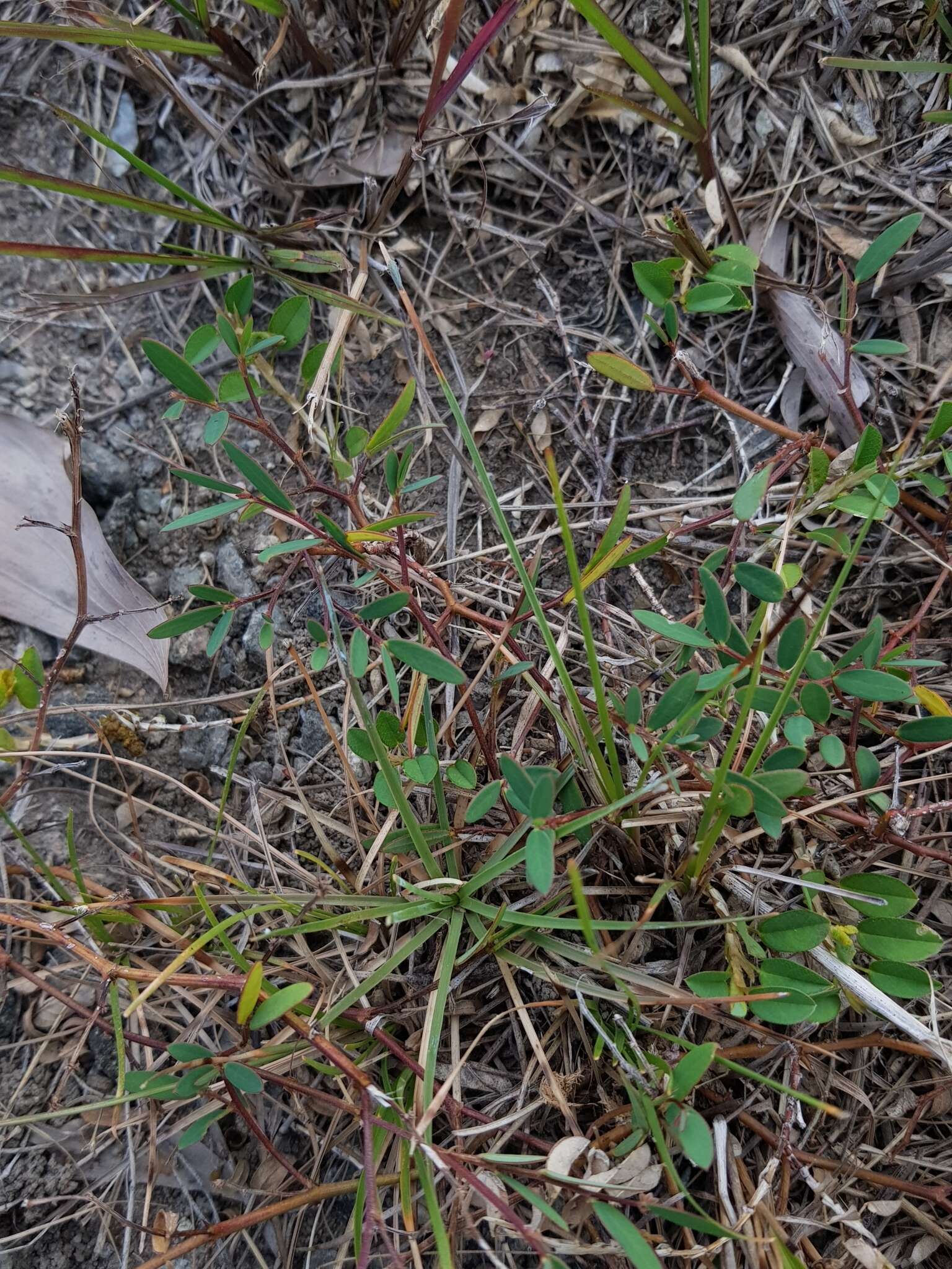 Image of Synostemon bacciformis (L.) G. L. Webster