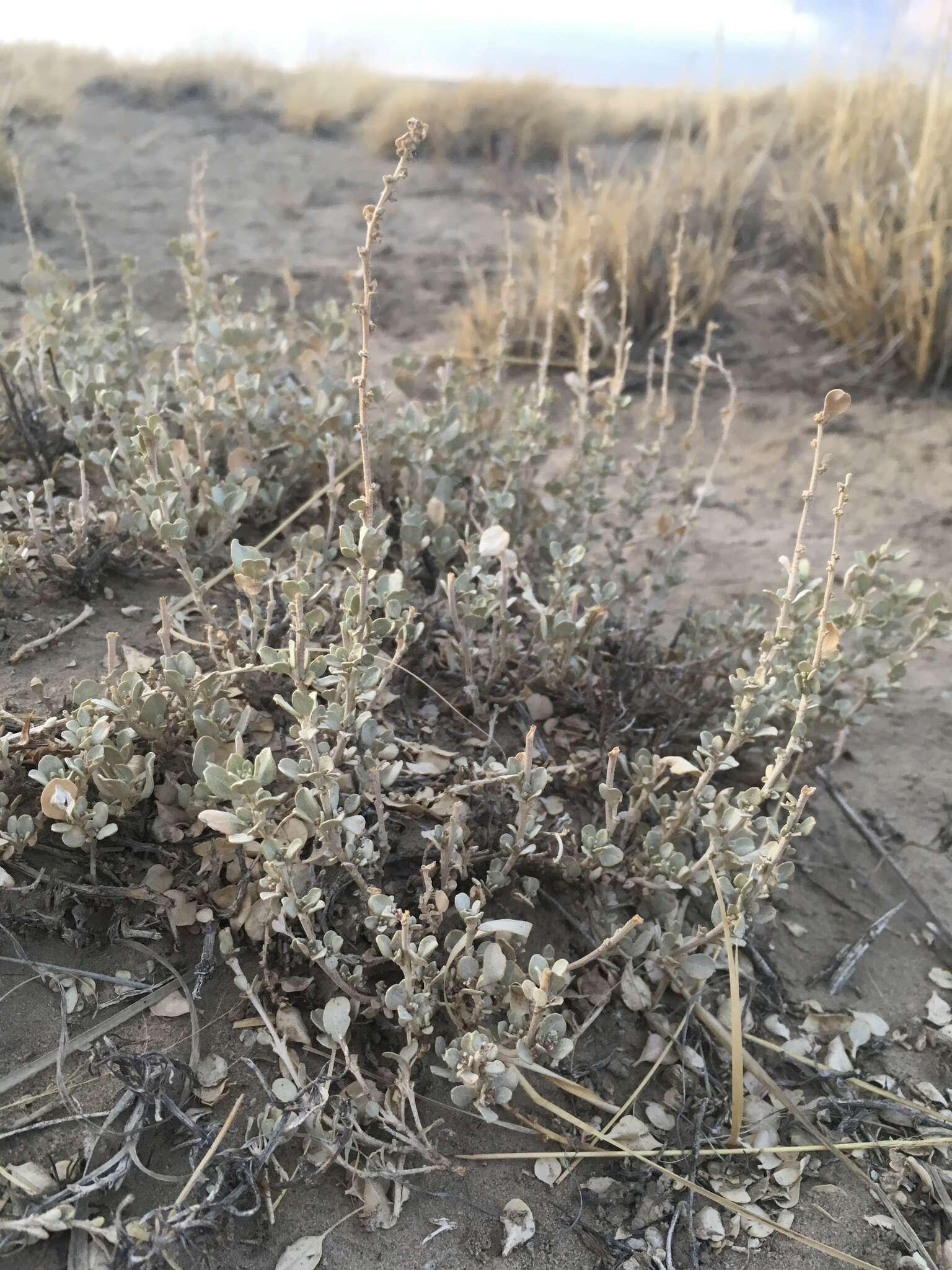 Sivun Atriplex obovata Moq. kuva