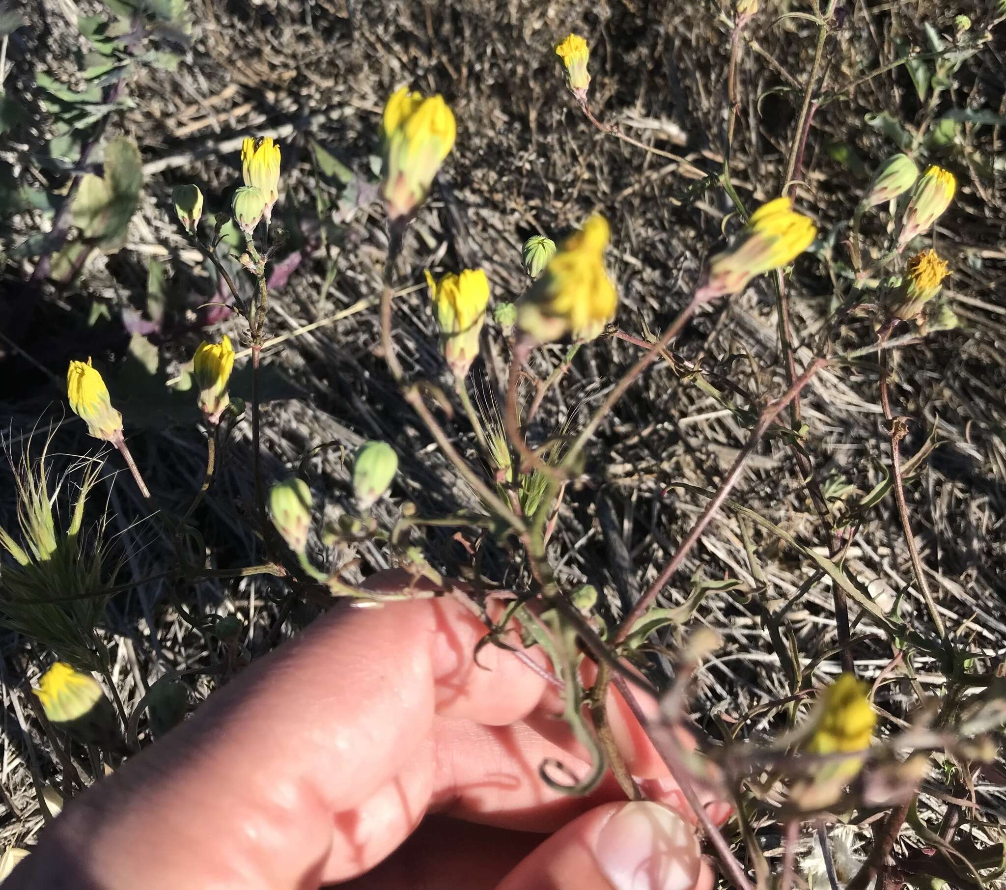 Image of leafy desertdandelion