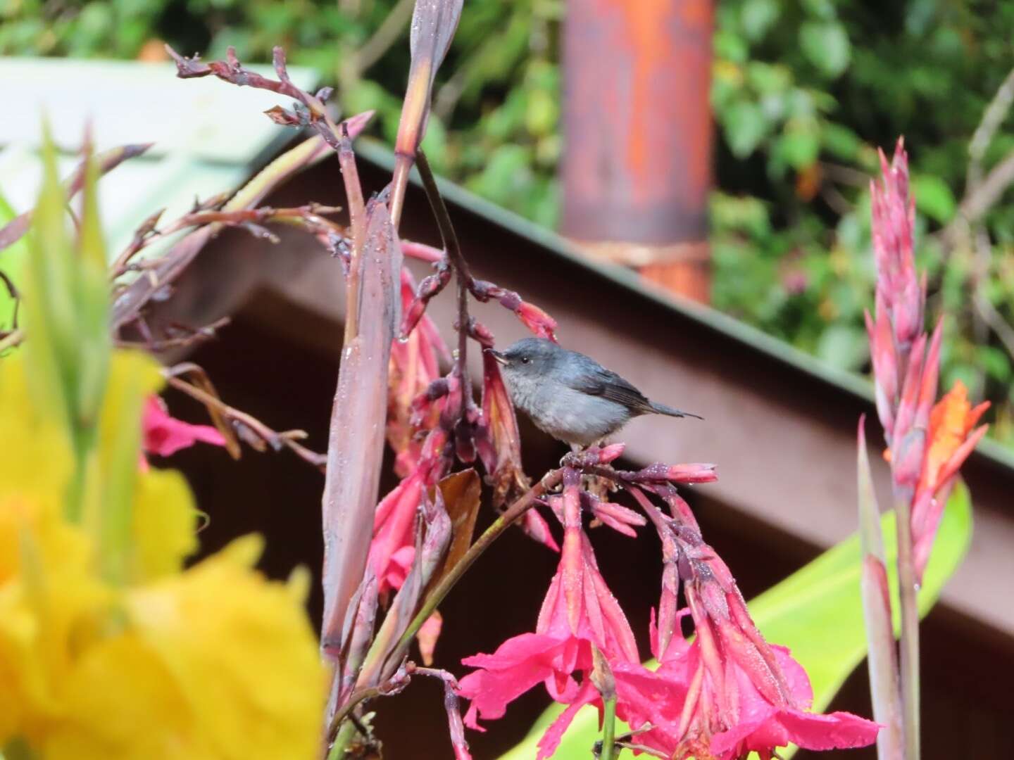 Image of Slaty Flower-piercer