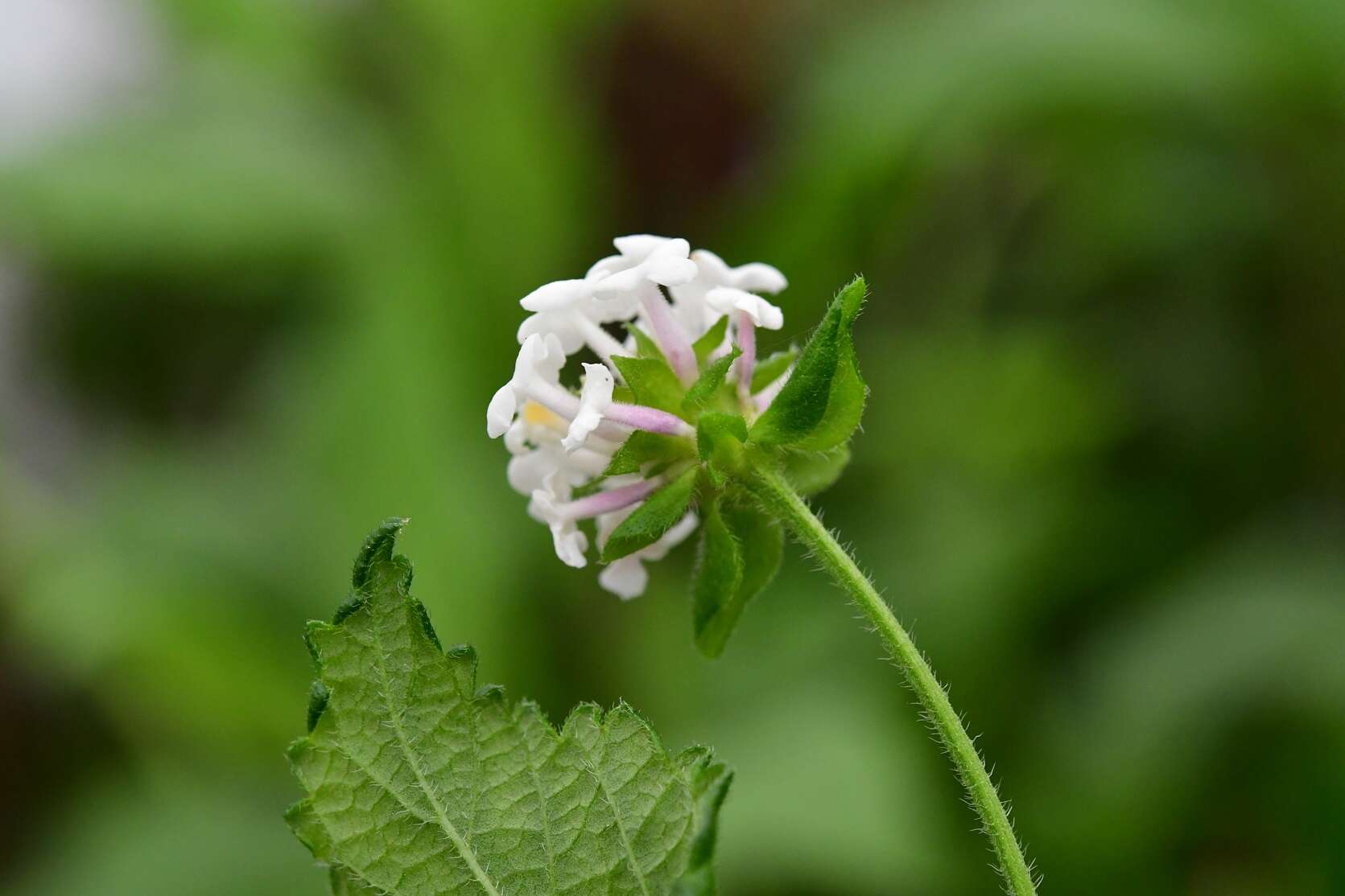 Image of Lantana horrida subsp. horrida