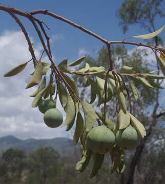 Image of Capparis canescens Banks ex DC.