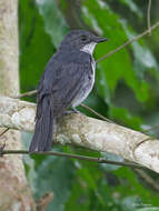 Image of African Forest Flycatcher