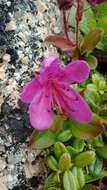 Imagem de Rhododendron camtschaticum subsp. glandulosum (Standl.) B. Boivin