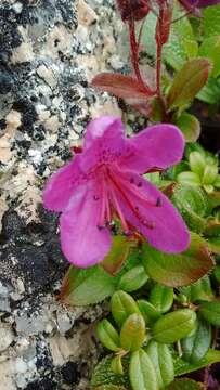 Imagem de Rhododendron camtschaticum subsp. glandulosum (Standl.) B. Boivin