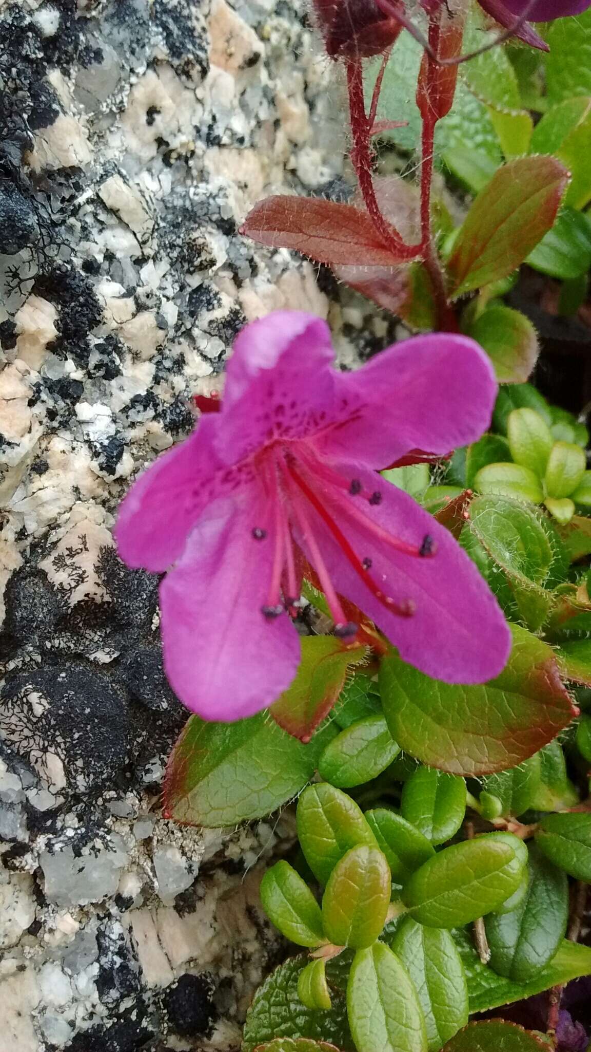 صورة Rhododendron camtschaticum subsp. glandulosum (Standl.) B. Boivin