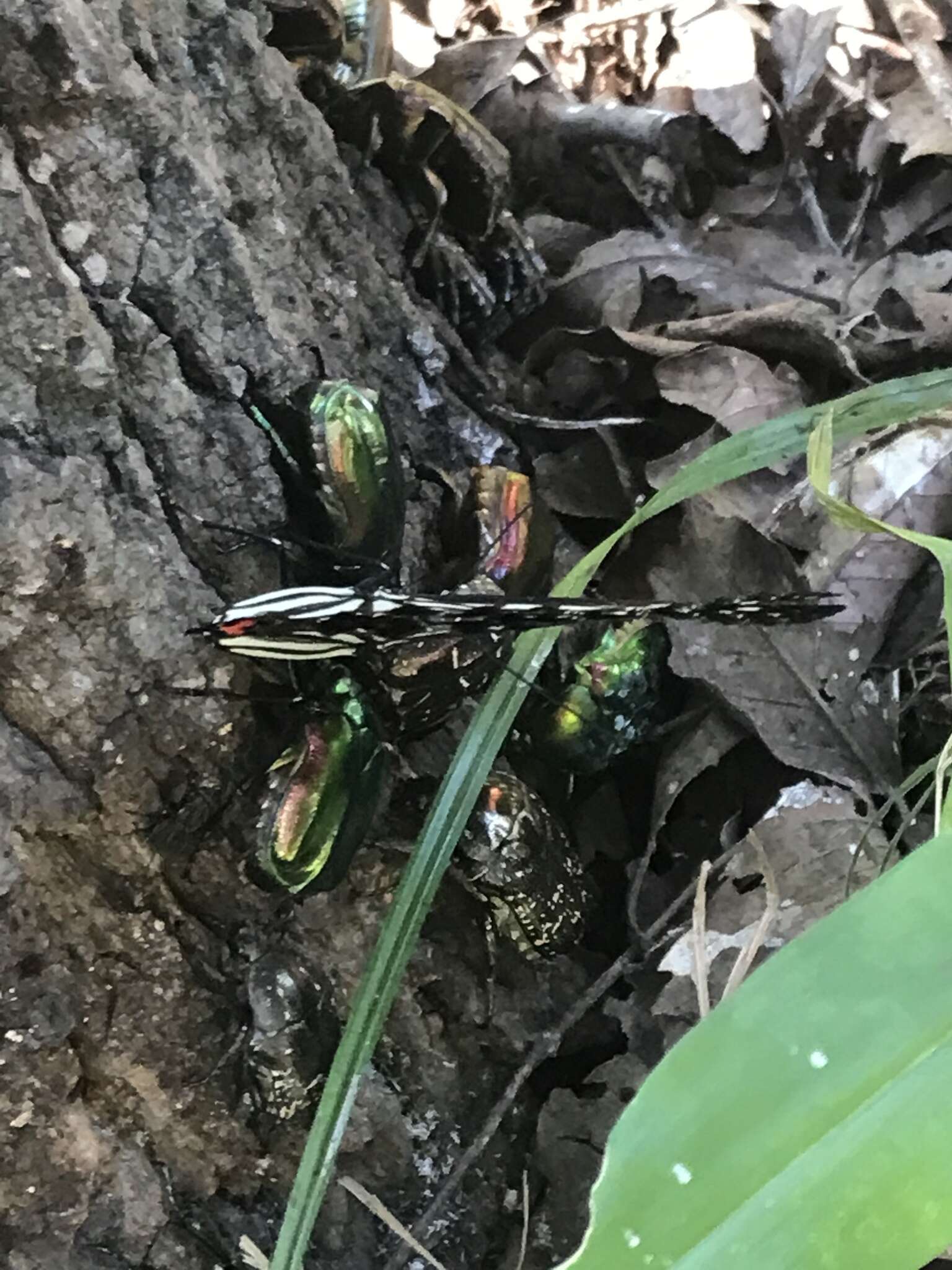 Image of emerald beetle