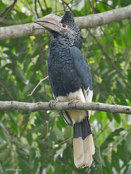 Image of Black-and-white Casqued Hornbill