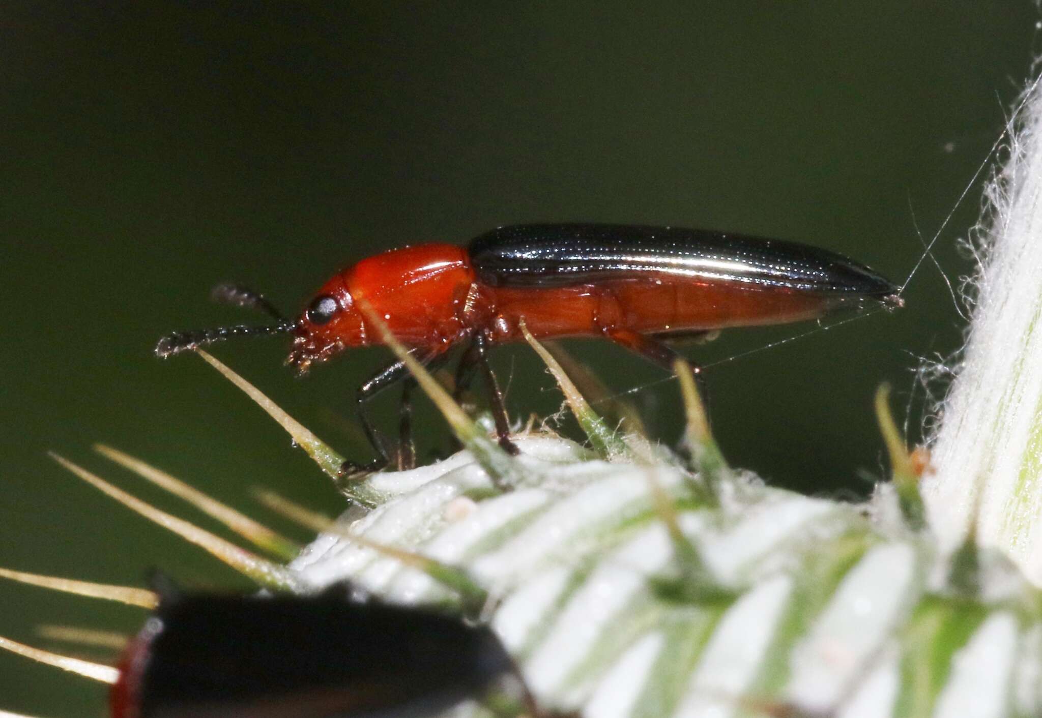 Image of Clover Stem Borer