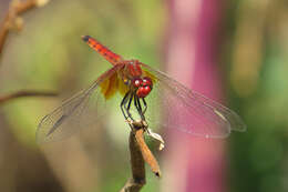 Слика од Erythrodiplax corallina (Brauer 1865)