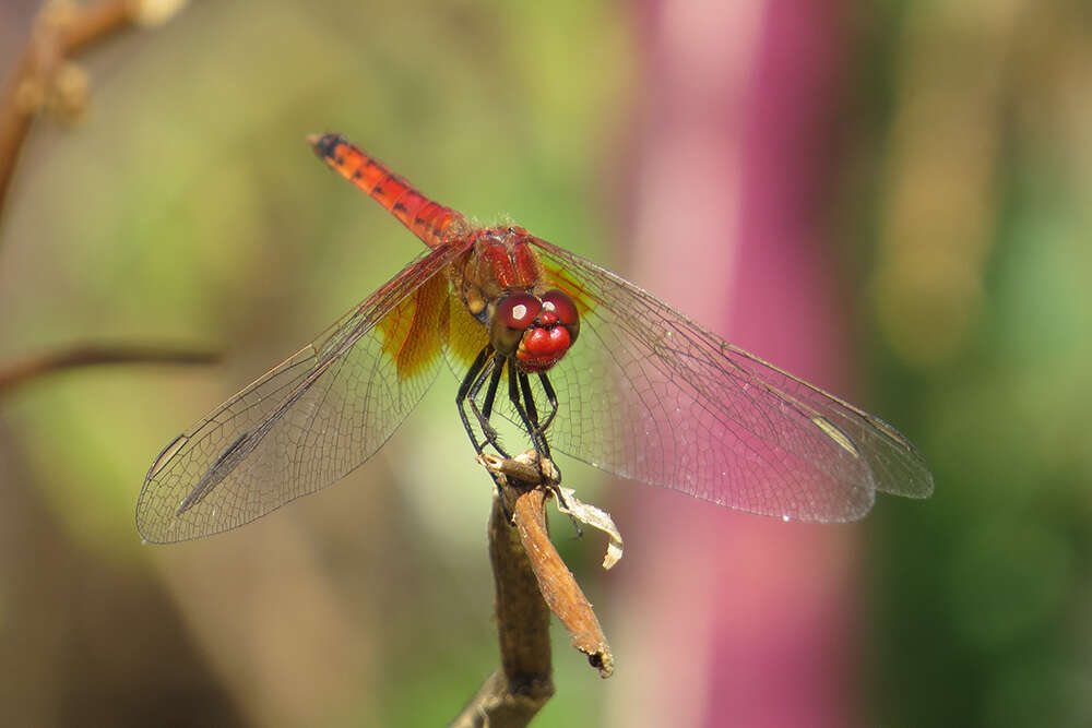 Слика од Erythrodiplax corallina (Brauer 1865)