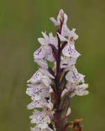 Image of Dactylorhiza grandis (Druce) P. F. Hunt