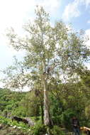 Image of Platanus gentryi Nixon & J. M. Poole