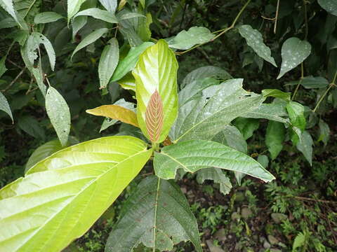 Ficus benguetensis Merr.的圖片