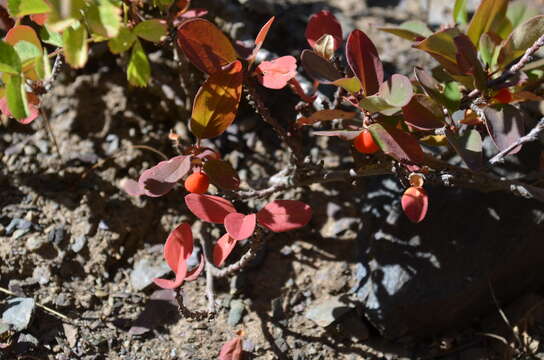 Image of Cotoneaster uniflorus Bunge