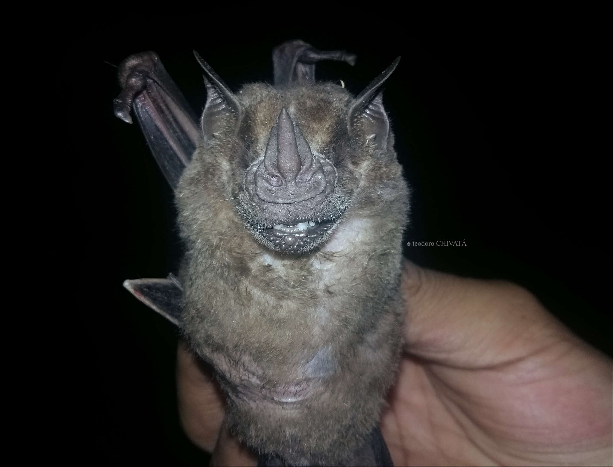 Image of Flat-faced Fruit-eating Bat