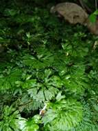 صورة Hymenophytaceae