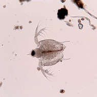 Image of meniscus waterflea