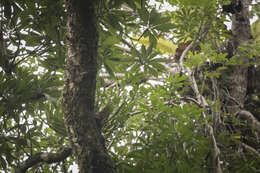 Imagem de Dendrobium linawianum Rchb. fil.