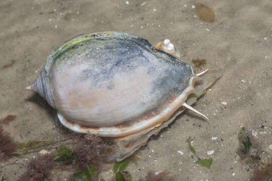 Image of Grey Bonnet