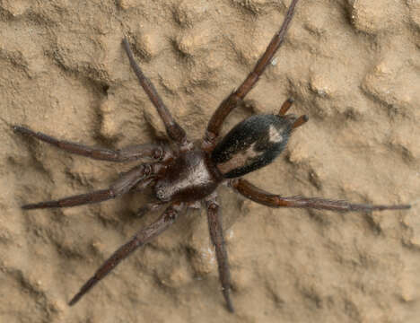 Image of Western Parson Spider