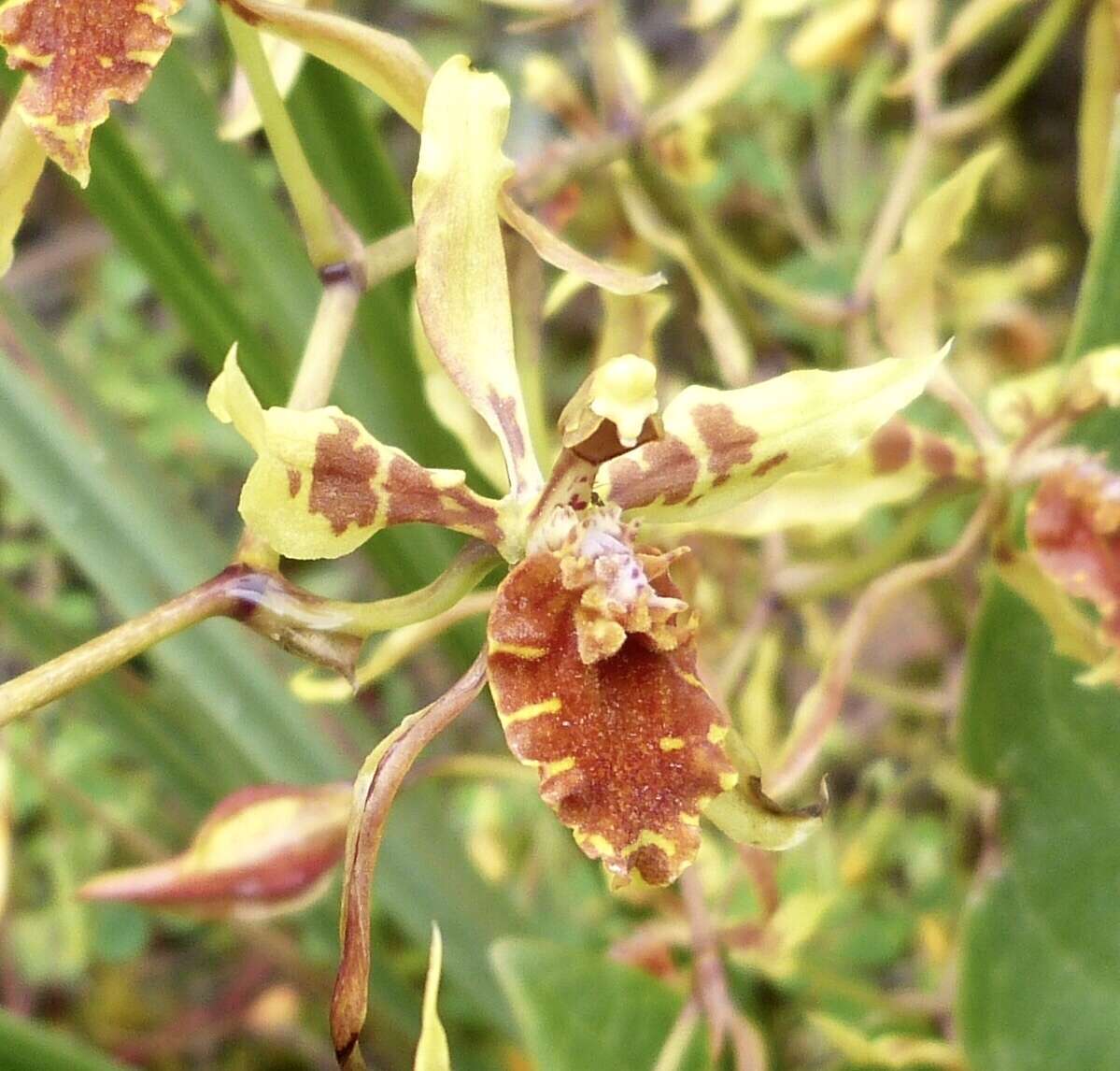 Image of Cyrtochilum weirii (Rchb. fil.) Dalström