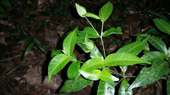 Image of Hypoestes fascicularis Nees