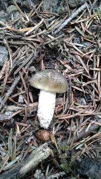 Image of Tricholoma moseri Singer 1989