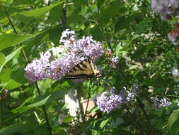 Image de Papillon tigré du Canada