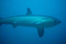 Image of thresher sharks