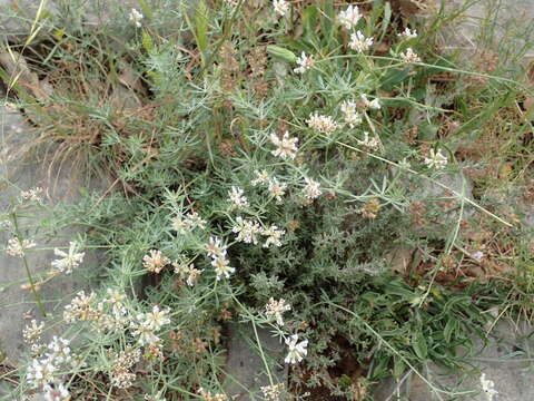 Слика од Dorycnium pentaphyllum subsp. germanicum (Gremli) Gams