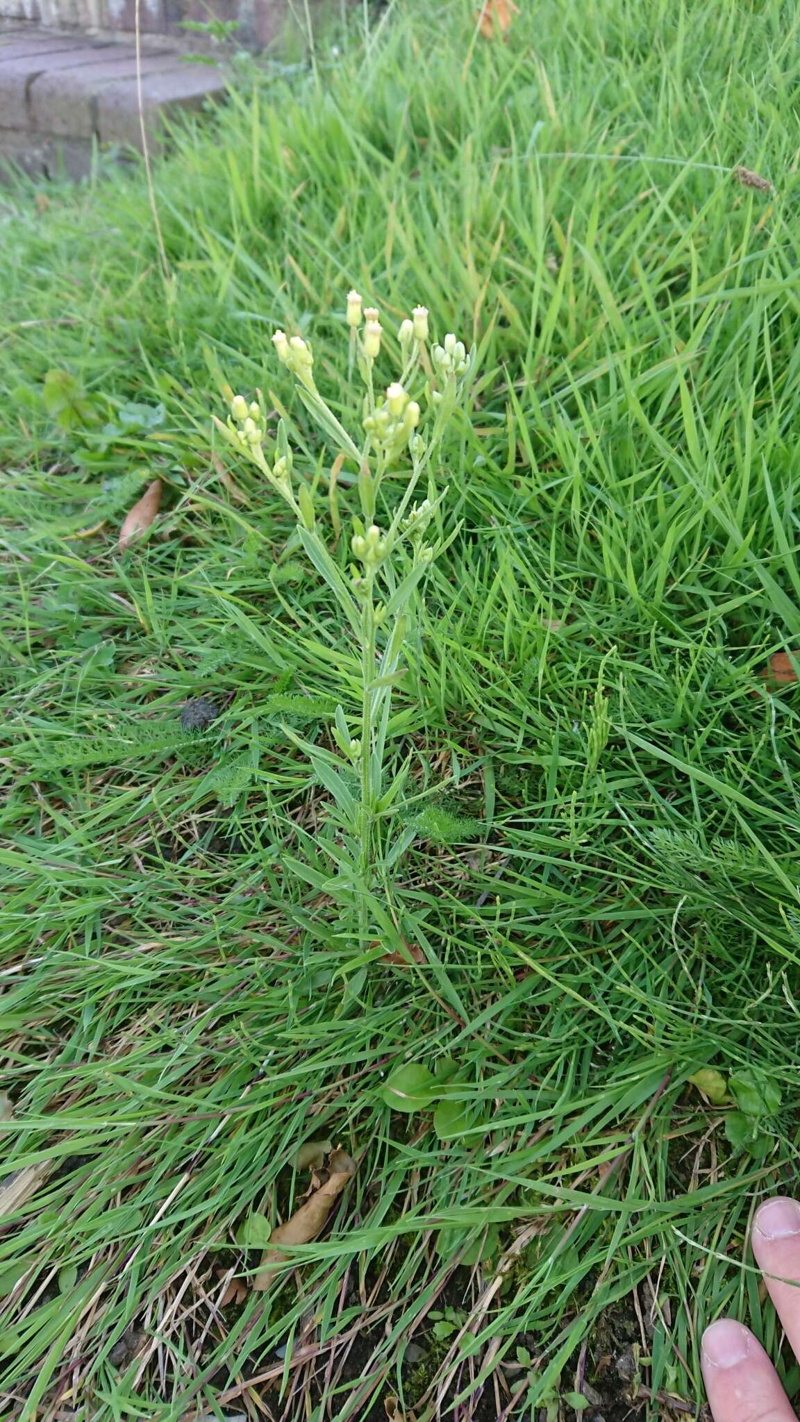 Image of Erigeron floribundus (Kunth) Sch. Bip.