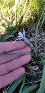 Image of blue funnel lily