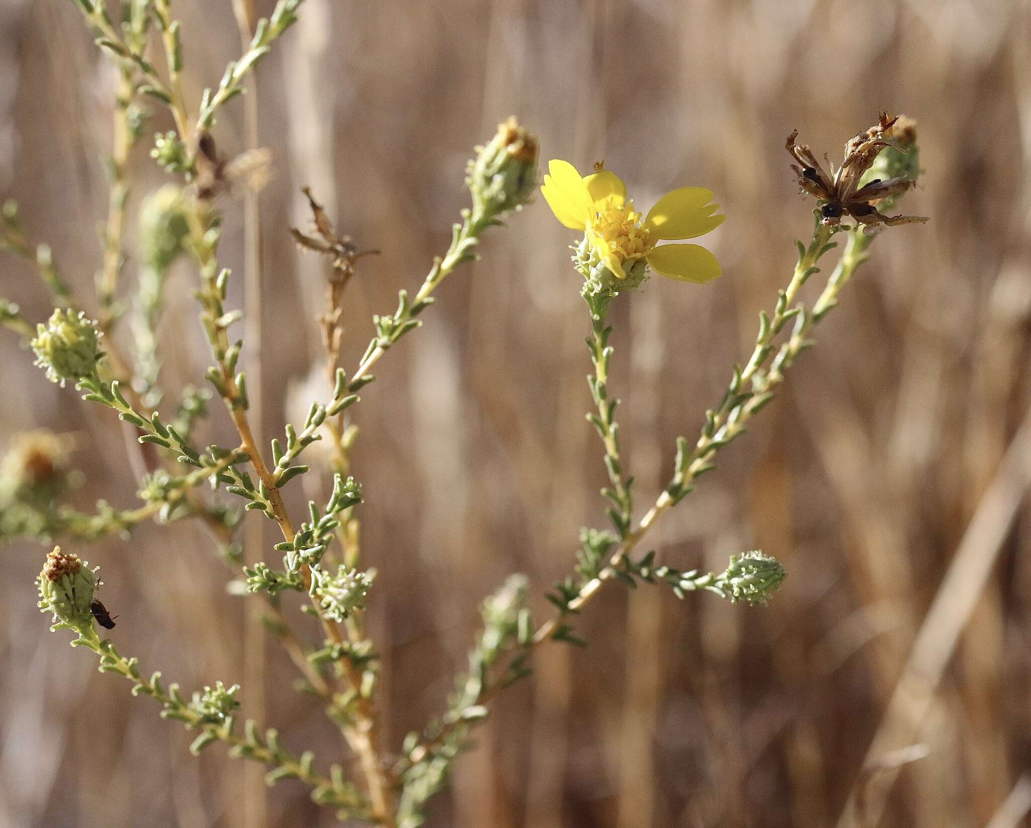 Image of San Joaquin tarweed