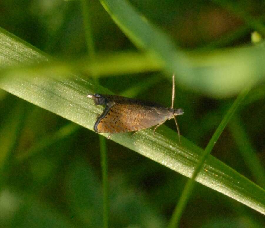 Image of Lathronympha