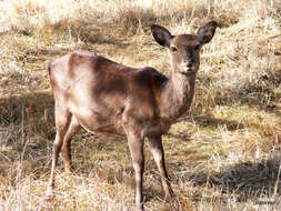 Imagem de Cervus nippon nippon Temminck 1838