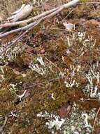 Image of cup lichen