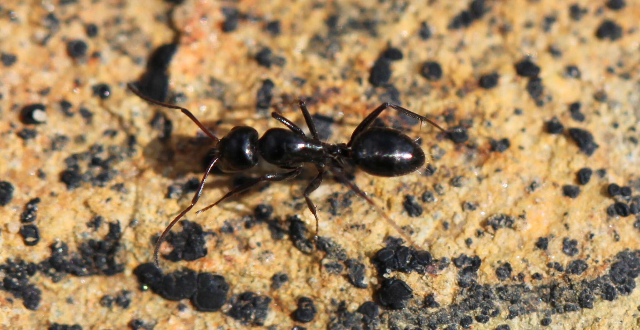 Image de Camponotus werthi Forel 1908