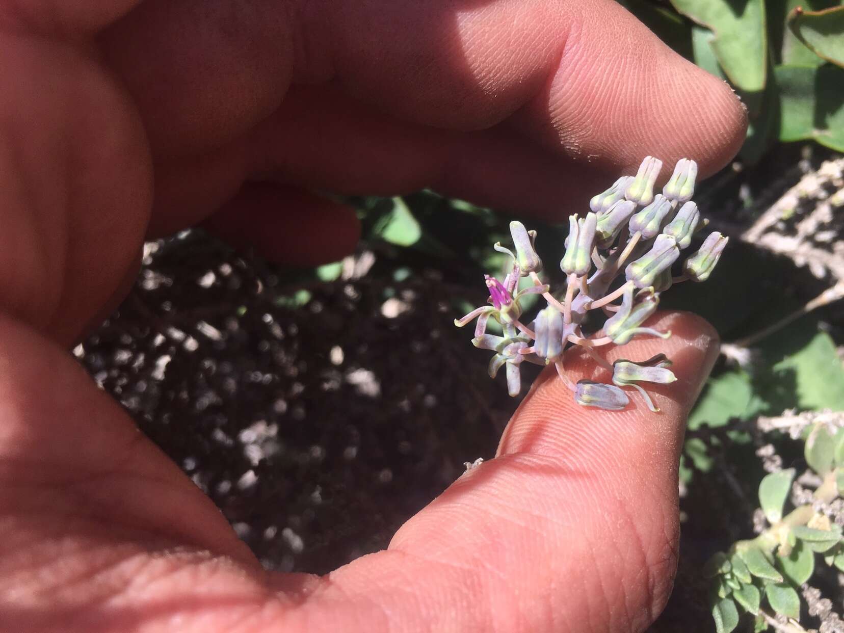 Image of Ledebouria coriacea S. Venter