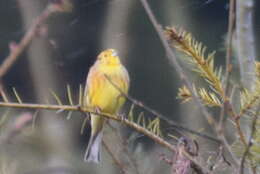 Image of Yellowhammer